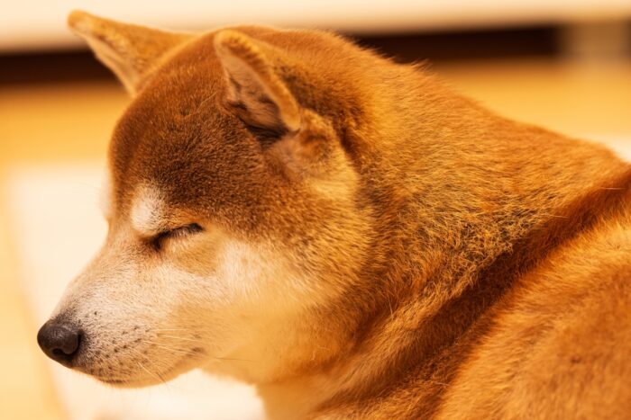 目を閉じるだけ 休まる